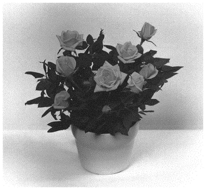 Figure 1 of US plant patent PP33442, the photograph of KORpot107 printed in the patent.