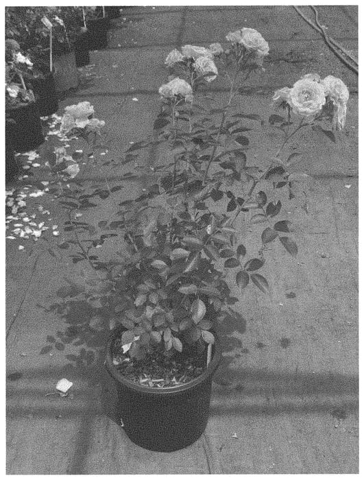 Figure 1 of US plant patent PP33443, the photograph of KORtangwal printed in the patent.