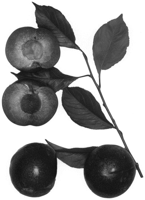Figure 1 of US plant patent PP33444, the photograph of Sangria Red-2 printed in the patent.