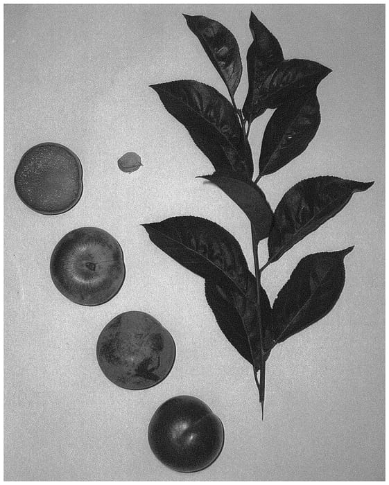 Figure 1 of US plant patent PP33445, the photograph of Waplumone printed in the patent.