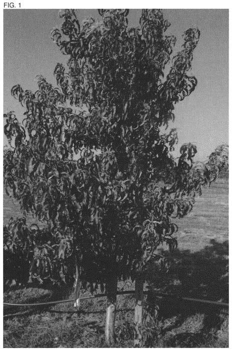 Figure 1 of US plant patent PP33446, the photograph of CAKEQUEEN printed in the patent.