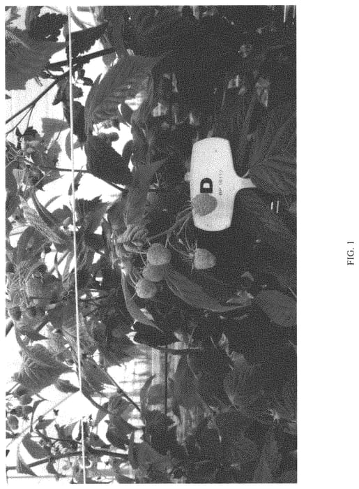 Figure 1 of US plant patent PP33447, the photograph of BT RASTWO printed in the patent.