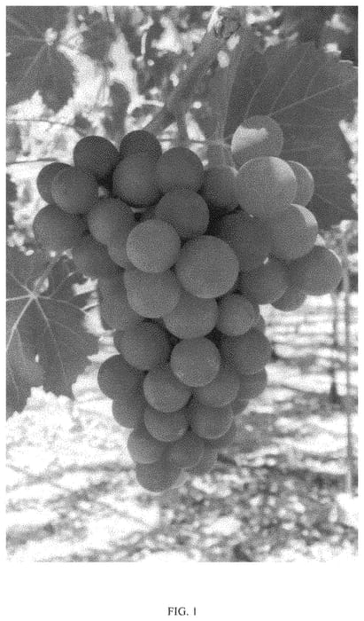 Figure 1 of US plant patent PP33448, the photograph of Itumfifteen printed in the patent.