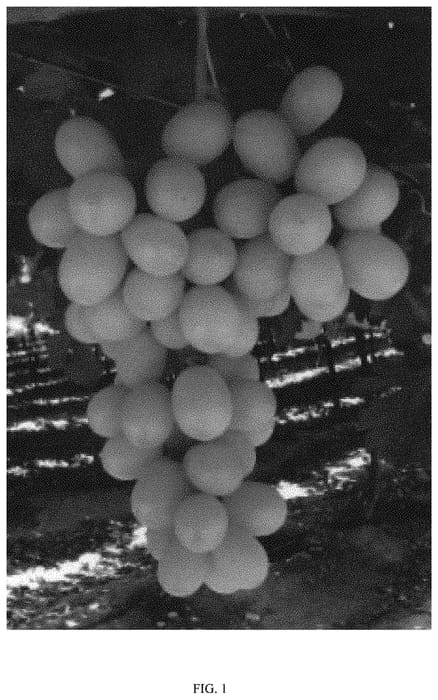 Figure 1 of US plant patent PP33449, the photograph of Itumsixteen printed in the patent.
