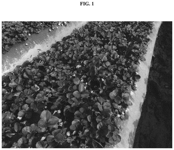 Figure 1 of US plant patent PP33450, the photograph of BG-12.3266 printed in the patent.