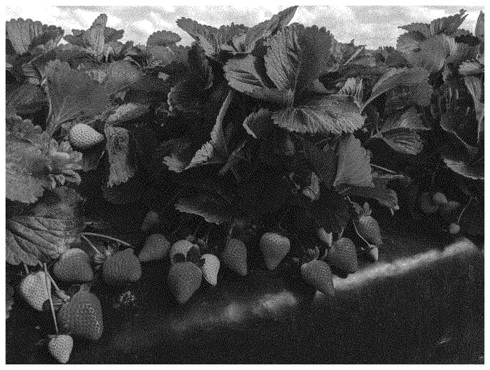 Figure 1 of US plant patent PP33451, the photograph of FL 16.30-128 printed in the patent.