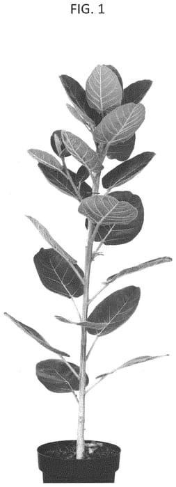 Figure 1 of US plant patent PP33452, the photograph of ESPE1902 printed in the patent.