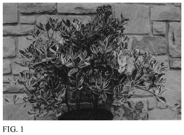 Figure 1 of US plant patent PP33453, the photograph of WMN-01 printed in the patent.