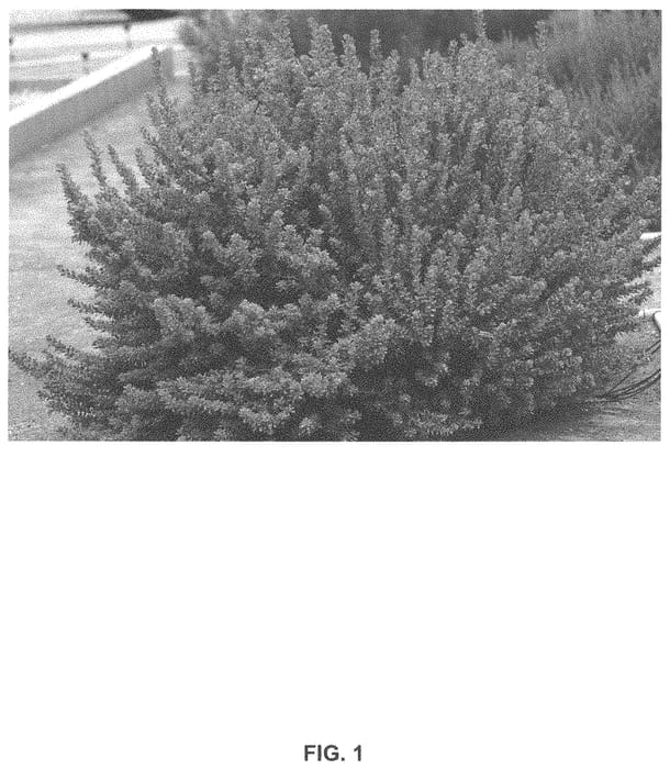 Figure 1 of US plant patent PP33454, the photograph of San Antonio Rose printed in the patent.