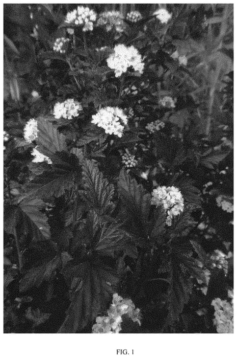 Figure 1 of US plant patent PP33455, the photograph of MINBLA3 printed in the patent.
