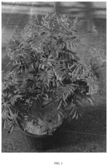 Figure 1 of US plant patent PP33456, the photograph of TEC14004 printed in the patent.