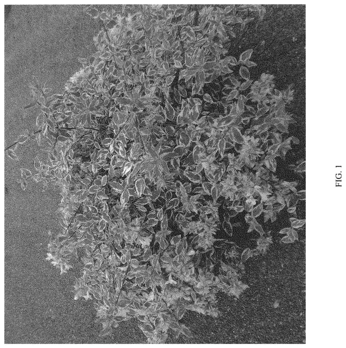 Figure 1 of US plant patent PP33457, the photograph of MINCAUTRI printed in the patent.