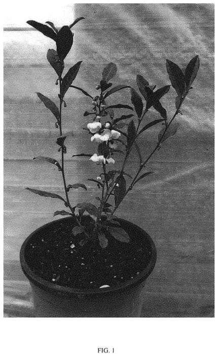 Figure 1 of US plant patent PP33458, the photograph of CAM130 printed in the patent.