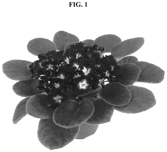 Figure 1 of US plant patent PP33459, the photograph of OP10664 printed in the patent.