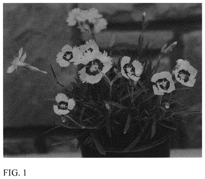 Figure 1 of US plant patent PP33460, the photograph of KonD1400K4 printed in the patent.