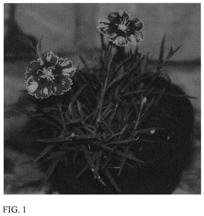 Figure 1 of US plant patent PP33461, the photograph of KonD1400K6 printed in the patent.
