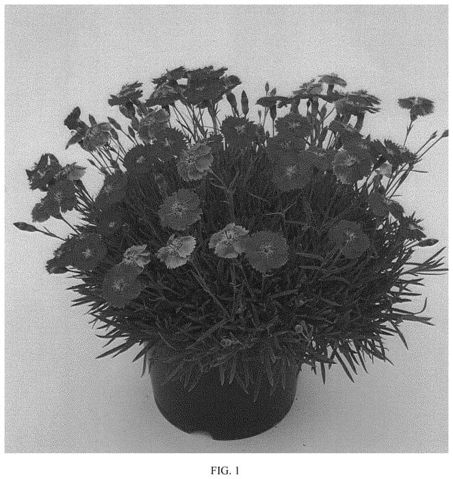 Figure 1 of US plant patent PP33462, the photograph of WP20 NEO01 printed in the patent.
