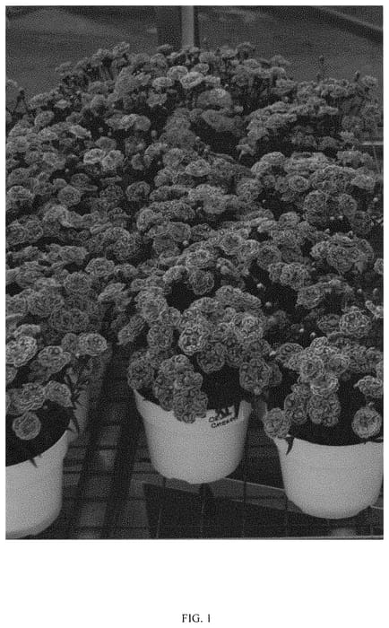 Figure 1 of US plant patent PP33463, the photograph of DDTCC20-0 printed in the patent.