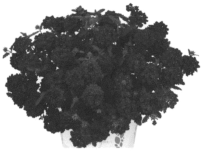 Figure 1 of US plant patent PP33464, the photograph of Doveremsucoblu printed in the patent.