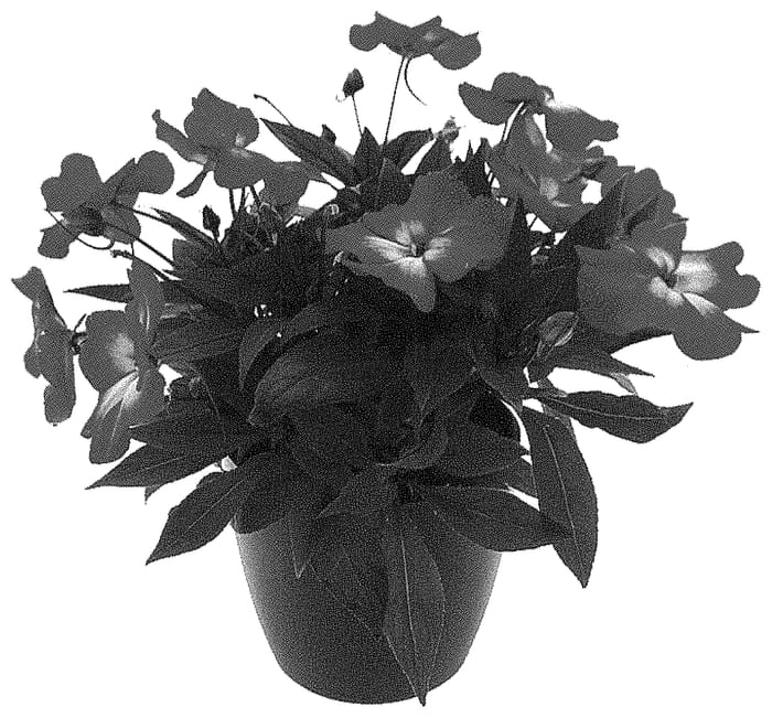 Figure 1 of US plant patent PP33465, the photograph of Kitorito printed in the patent.
