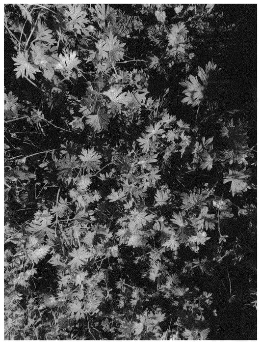 Figure 1 of US plant patent PP33466, the photograph of dogergargemam printed in the patent.