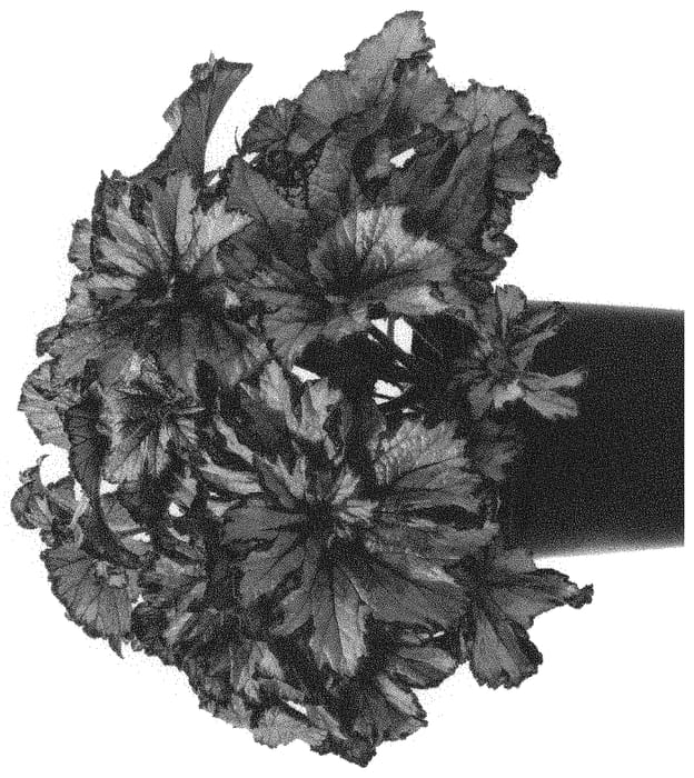 Figure 1 of US plant patent PP33467, the photograph of BDICP11-0 printed in the patent.