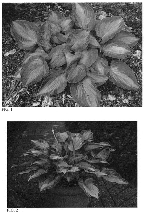 Figure 1 of US plant patent PP33468, the photograph of Sister Act printed in the patent.