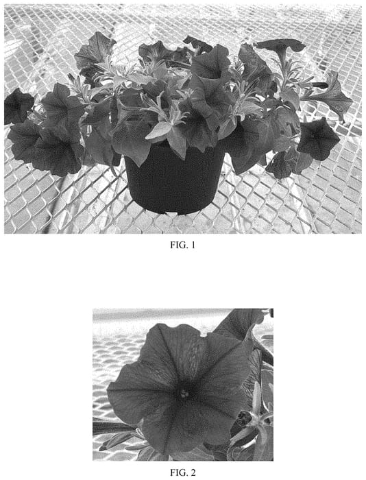 Figure 1 of US plant patent PP33469, the photograph of Balcannurg printed in the patent.