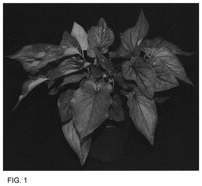 Figure 1 of US plant patent PP33470, the photograph of GPR SWT STR 013-993 printed in the patent.