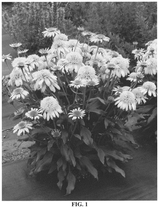 Figure 1 of US plant patent PP33471, the photograph of TNECHSDL printed in the patent.