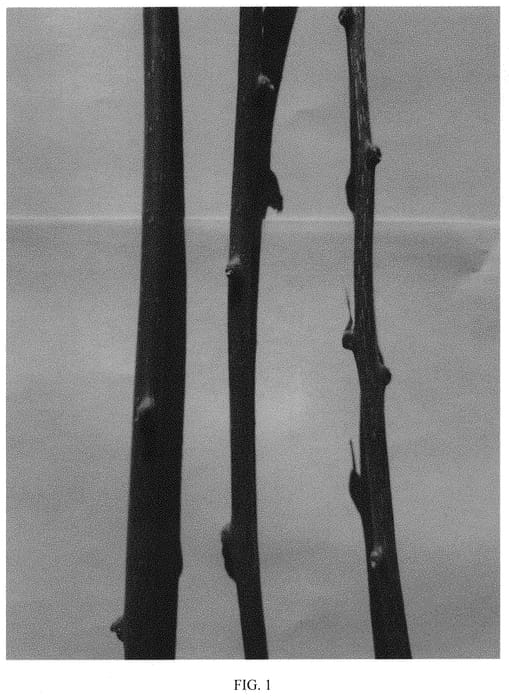 Figure 1 of US plant patent PP33472, the photograph of RED GOAL printed in the patent.