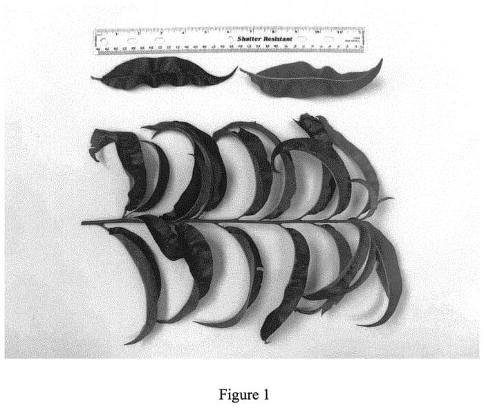 Figure 1 of US plant patent PP33473, the photograph of NJ360 printed in the patent.