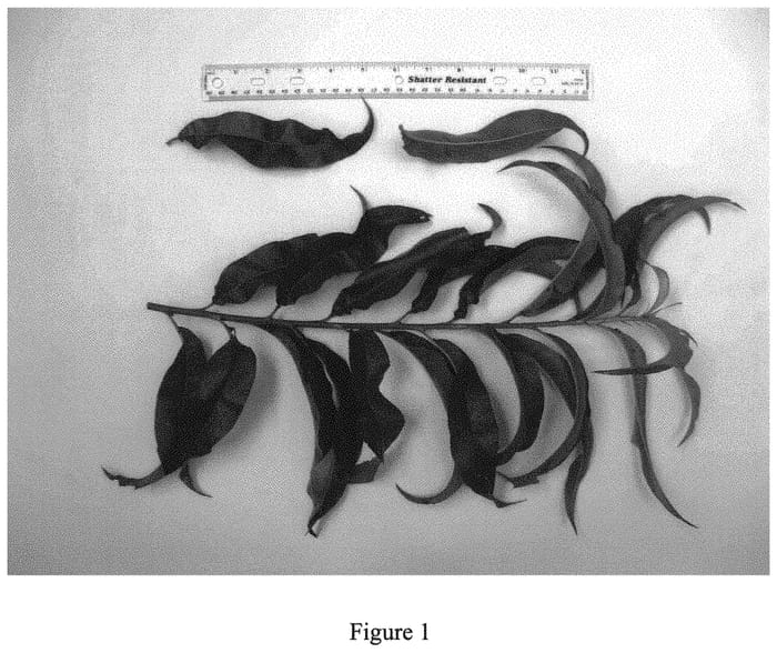 Figure 1 of US plant patent PP33474, the photograph of NJ361 printed in the patent.