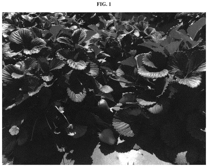 Figure 1 of US plant patent PP33475, the photograph of Nina printed in the patent.