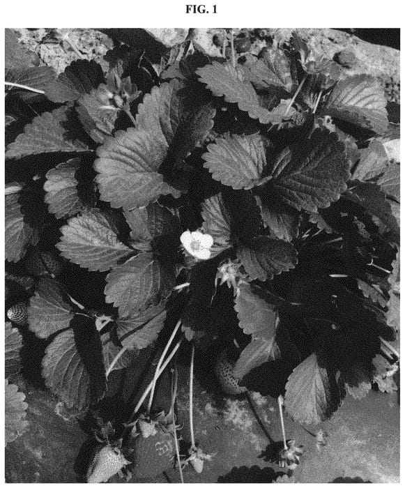 Figure 1 of US plant patent PP33476, the photograph of SANTA MARIA printed in the patent.