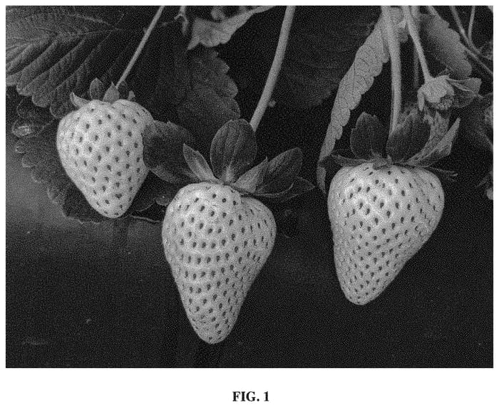Figure 1 of US plant patent PP33477, the photograph of FL 16.78-109 printed in the patent.
