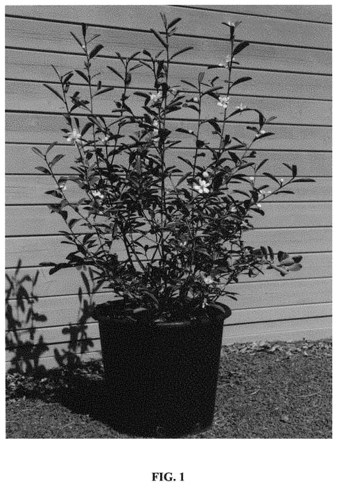 Figure 1 of US plant patent PP33478, the photograph of GCCHU2008 printed in the patent.