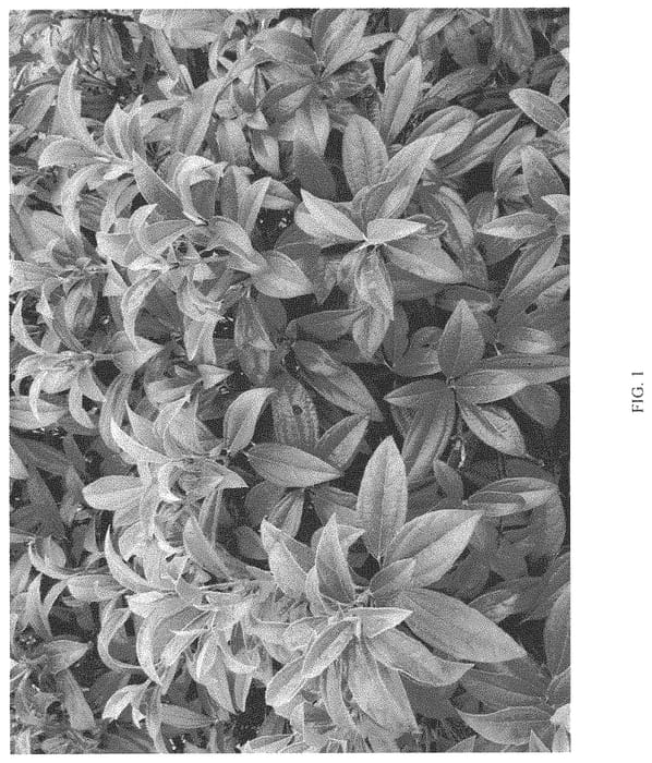 Figure 1 of US plant patent PP33479, the photograph of NCVX2 printed in the patent.