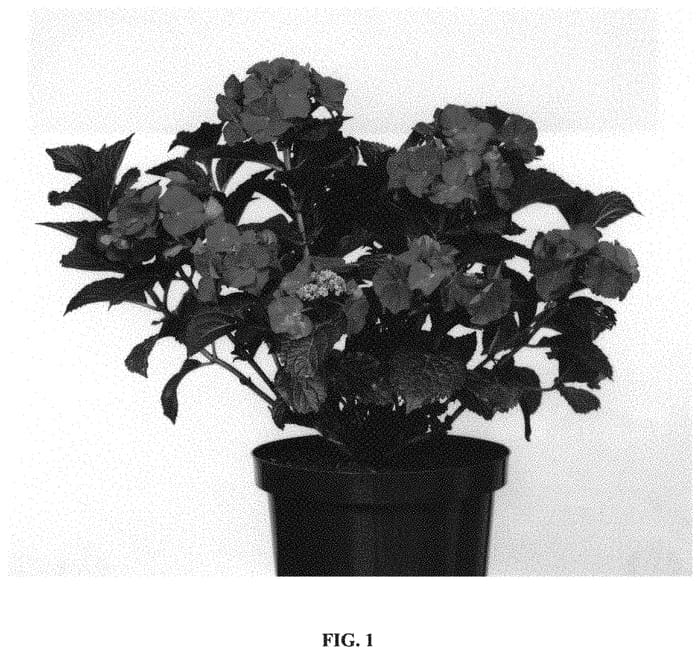 Figure 1 of US plant patent PP33480, the photograph of Jong 02 printed in the patent.