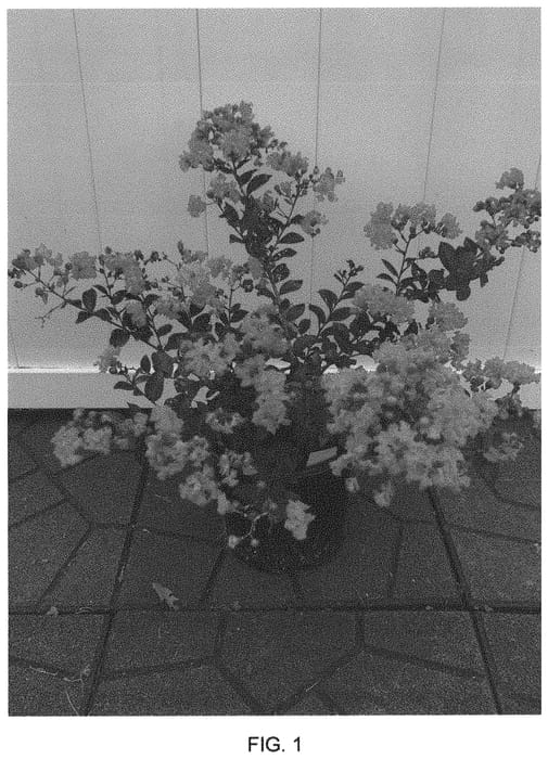 Figure 1 of US plant patent PP33481, the photograph of Fairfarlag printed in the patent.