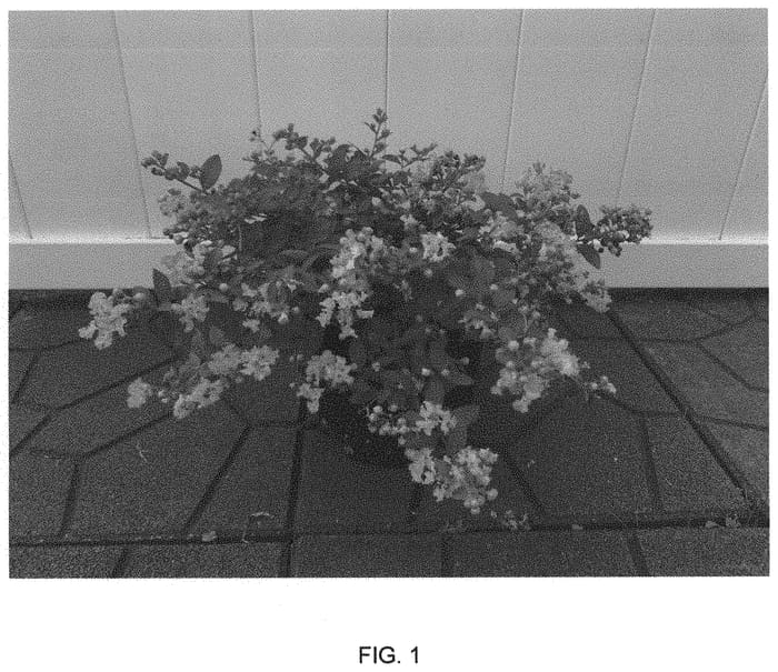 Figure 1 of US plant patent PP33482, the photograph of Bellaggua printed in the patent.