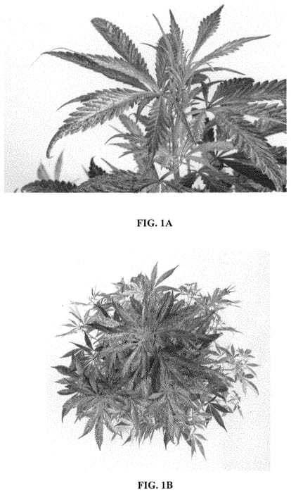 Figure 1 of US plant patent PP33483, the photograph of Divina printed in the patent.