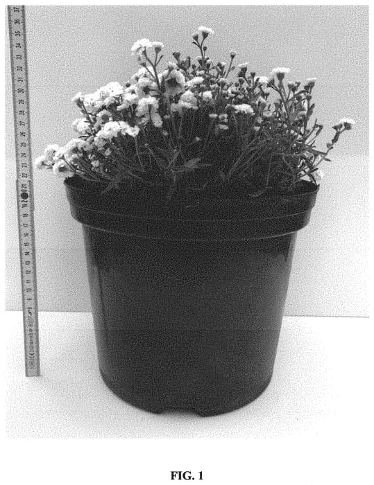 Figure 1 of US plant patent PP33484, the photograph of Versdidem printed in the patent.