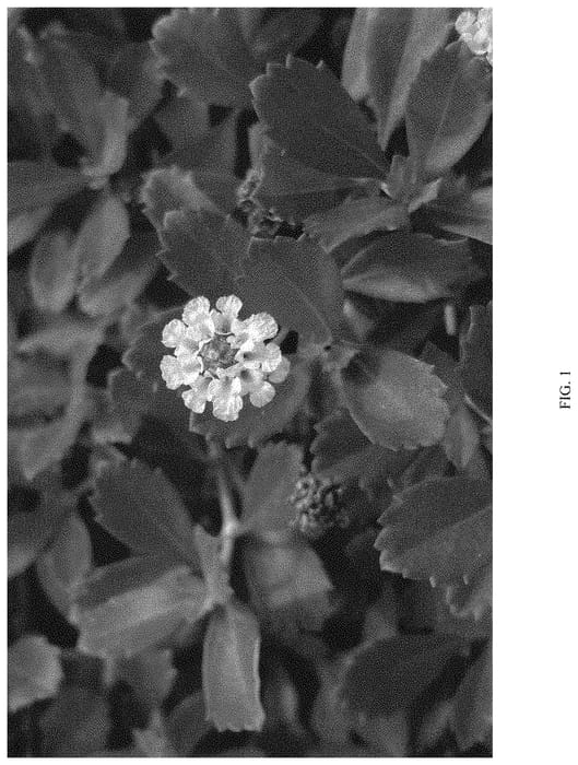 Figure 1 of US plant patent PP33485, the photograph of ECOLOPIA3 printed in the patent.