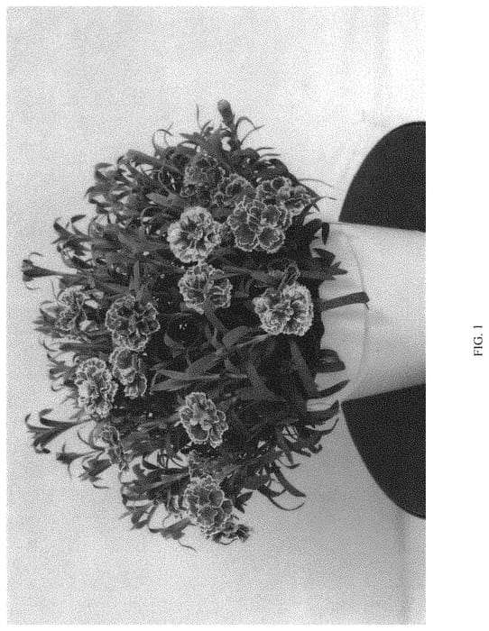 Figure 1 of US plant patent PP33486, the photograph of DDTBW13-0 printed in the patent.