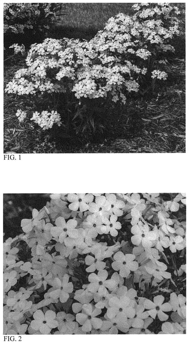 Figure 1 of US plant patent PP33487, the photograph of Baby Doll White printed in the patent.