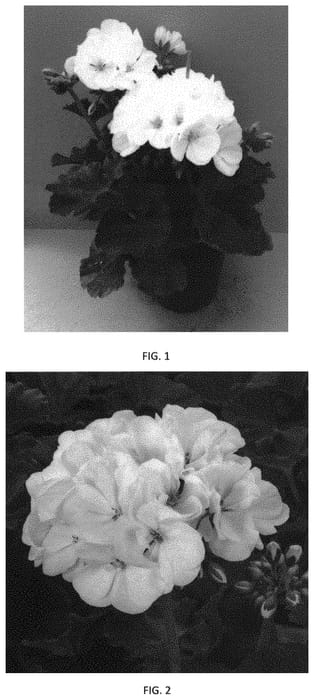 Figure 1 of US plant patent PP33488, the photograph of PECZ0022 printed in the patent.