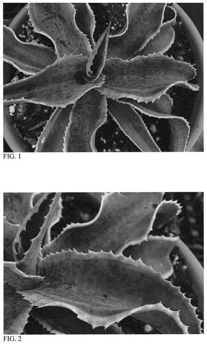 Figure 1 of US plant patent PP33489, the photograph of Wavecrest printed in the patent.