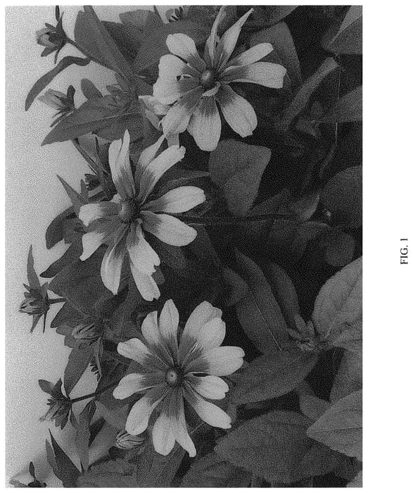 Figure 1 of US plant patent PP33490, the photograph of G16223 printed in the patent.