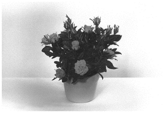 Figure 1 of US plant patent PP33491, the photograph of KORpot106 printed in the patent.